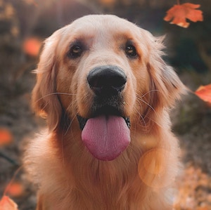 an image of a golden retriever